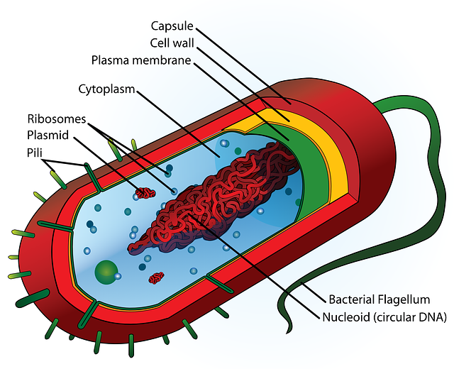 Cell Structure and Organisation CL4STEM OER